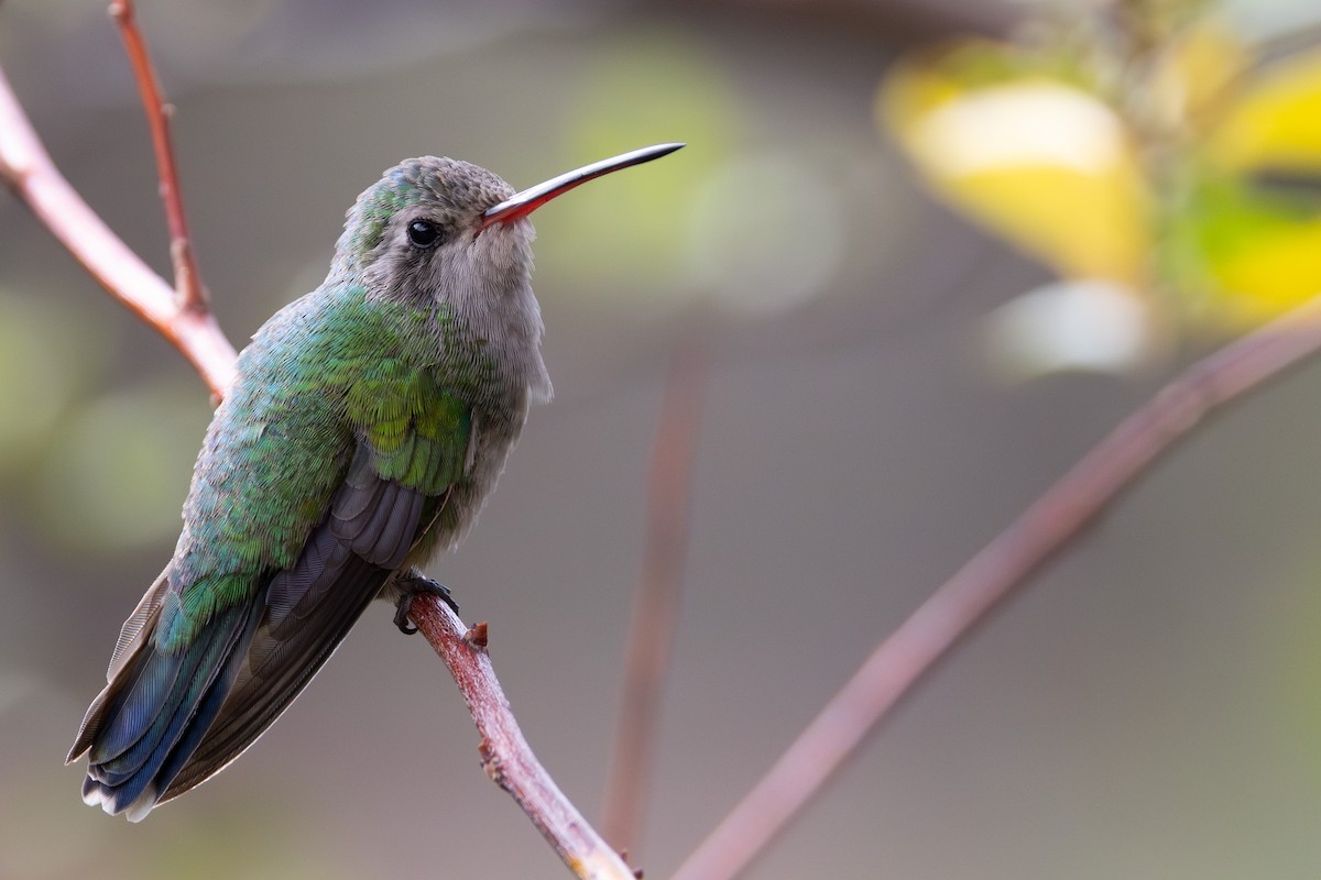 Colibri circé - ML641347181