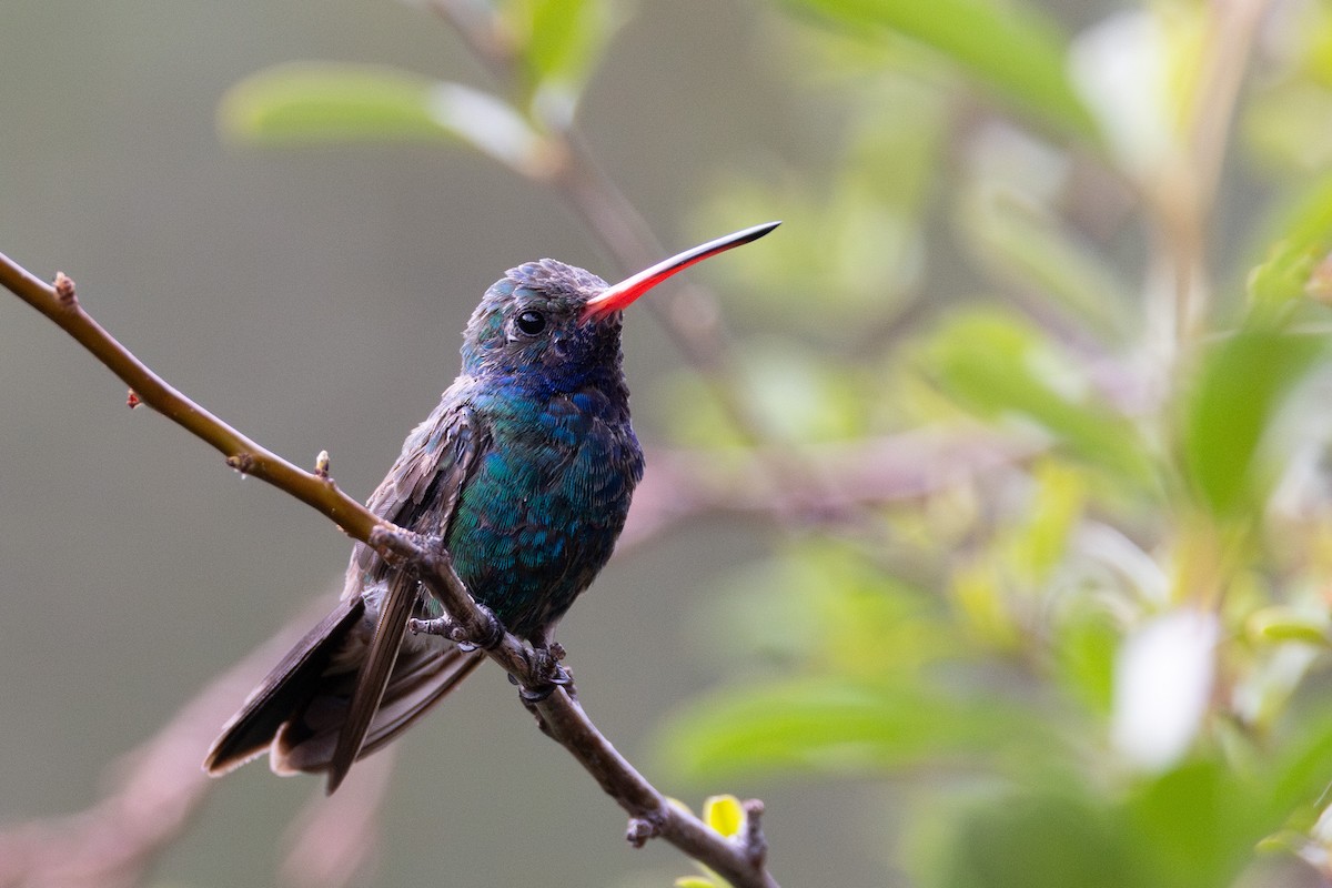 Colibri circé - ML641347182