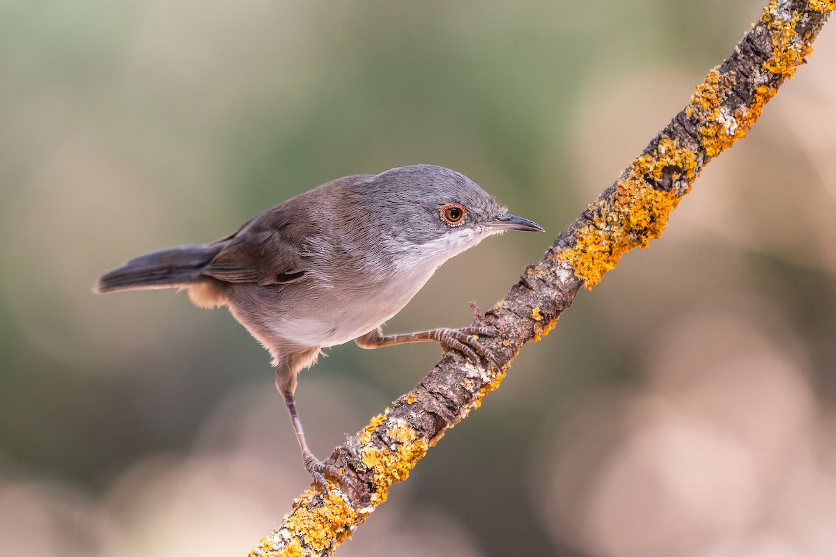 Sardinian Warbler - ML641347184