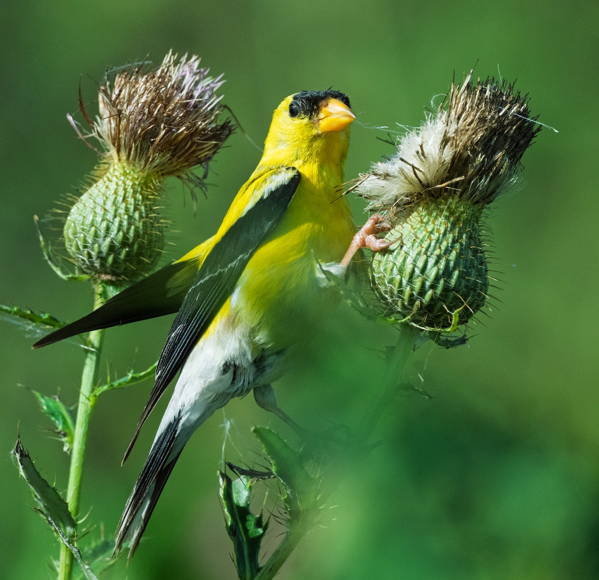 American Goldfinch - ML641347192