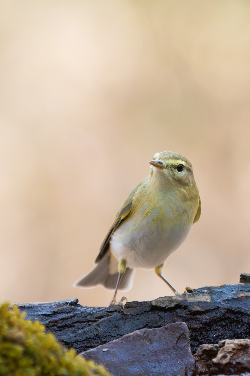 Willow Warbler - ML641347194