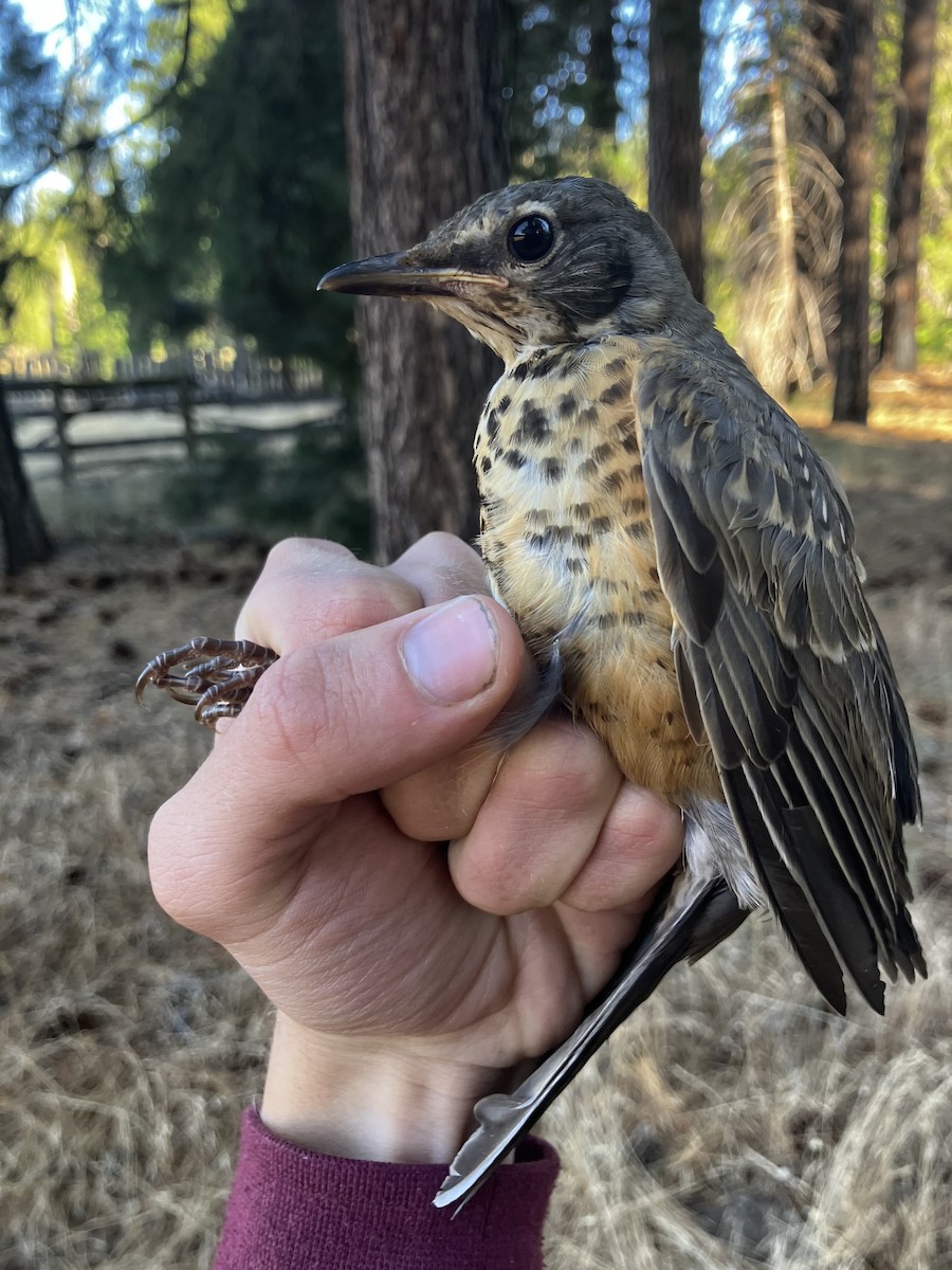 American Robin - ML641347209