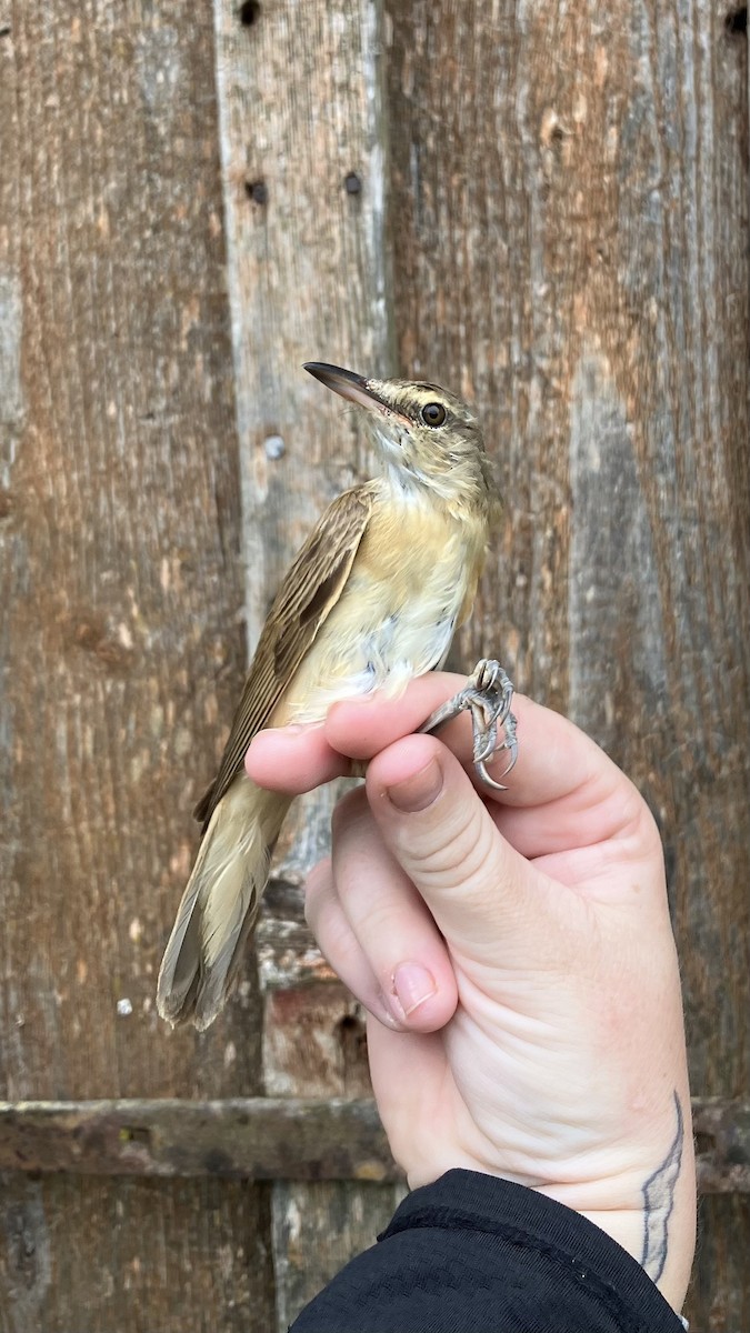 Great Reed Warbler - ML641347220