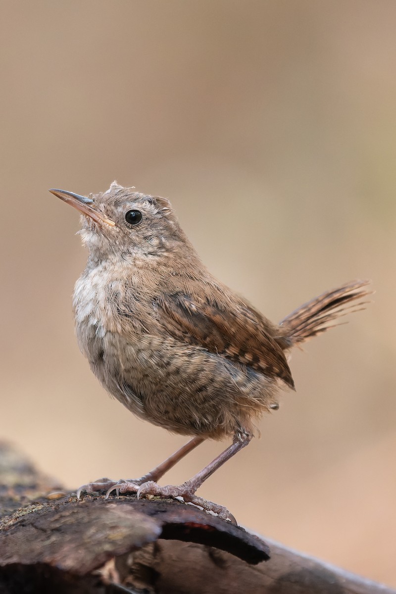Eurasian Wren - ML641347224