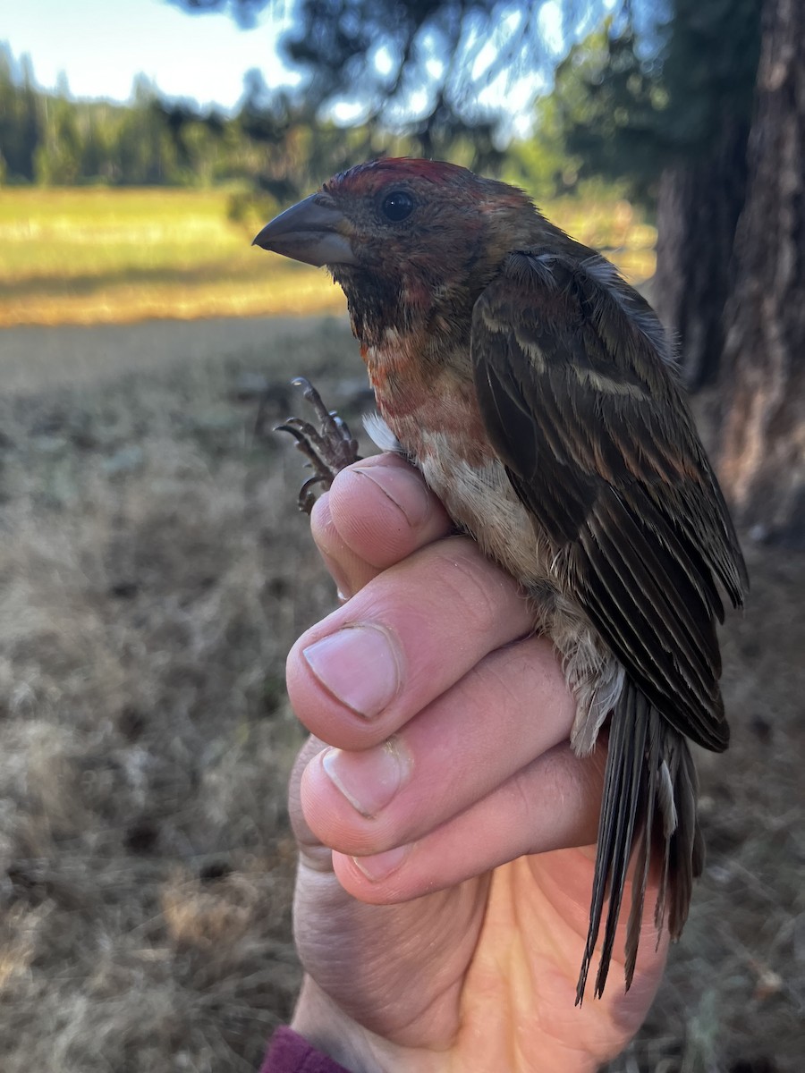 Purple Finch - ML641347229
