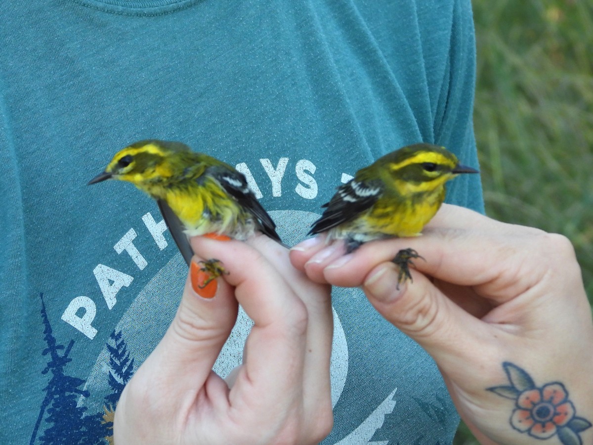 Townsend's Warbler - ML641347238