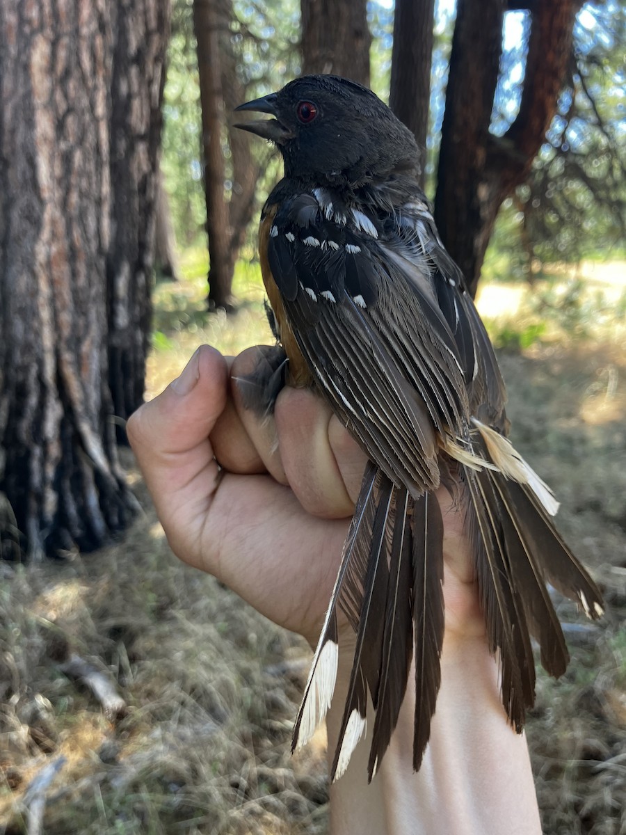Spotted Towhee - ML641347250