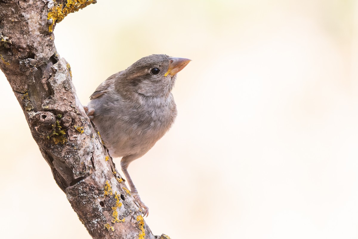House Sparrow - ML641347254