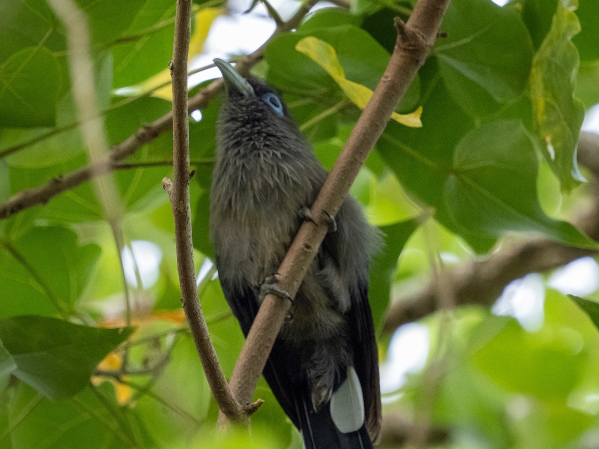 Blue-faced Malkoha - ML641347261