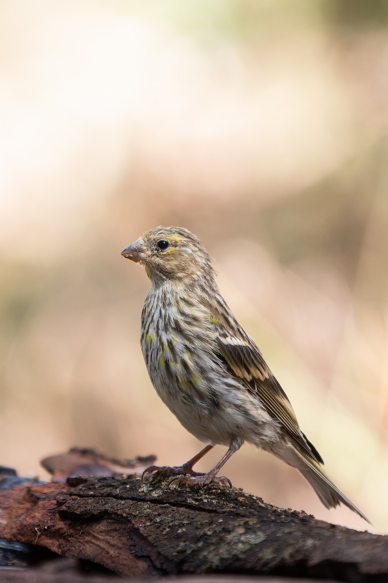 European Serin - ML641347303