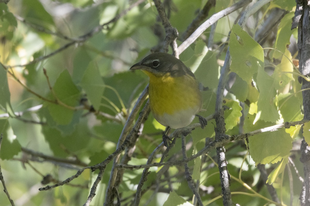 Yellow-breasted Chat - ML641347311