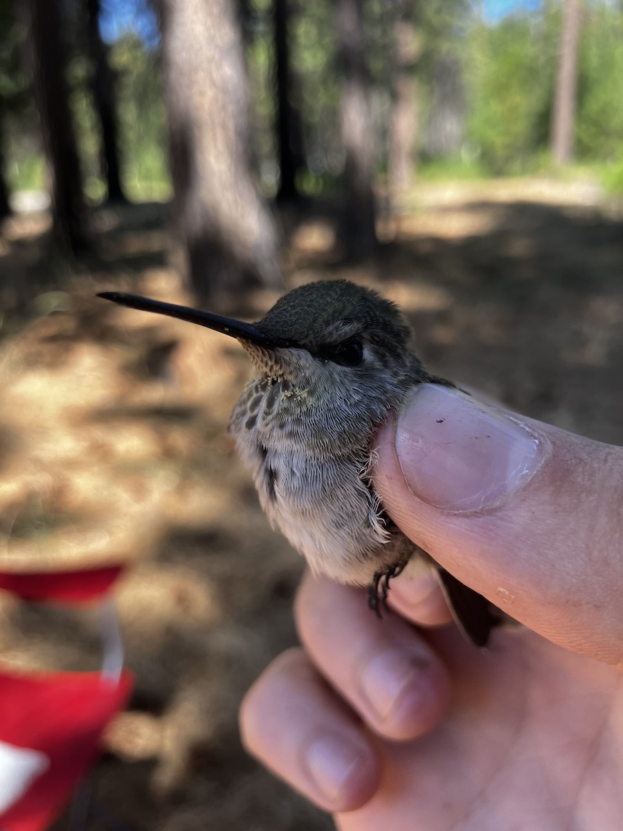Anna's Hummingbird - ML641347321