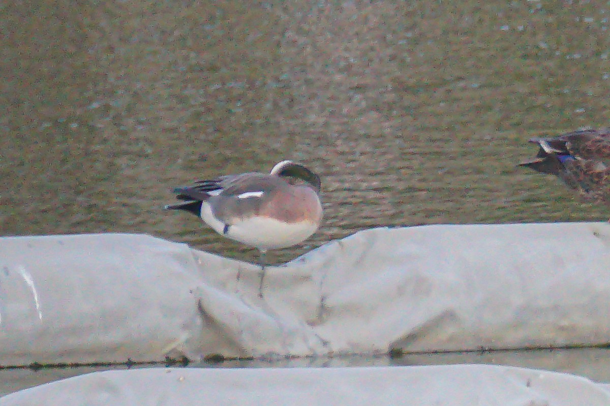 American Wigeon - ML641347322
