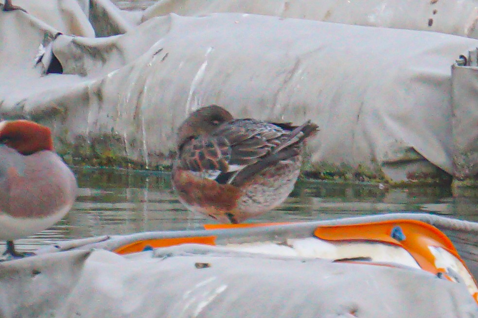 American Wigeon - ML641347323
