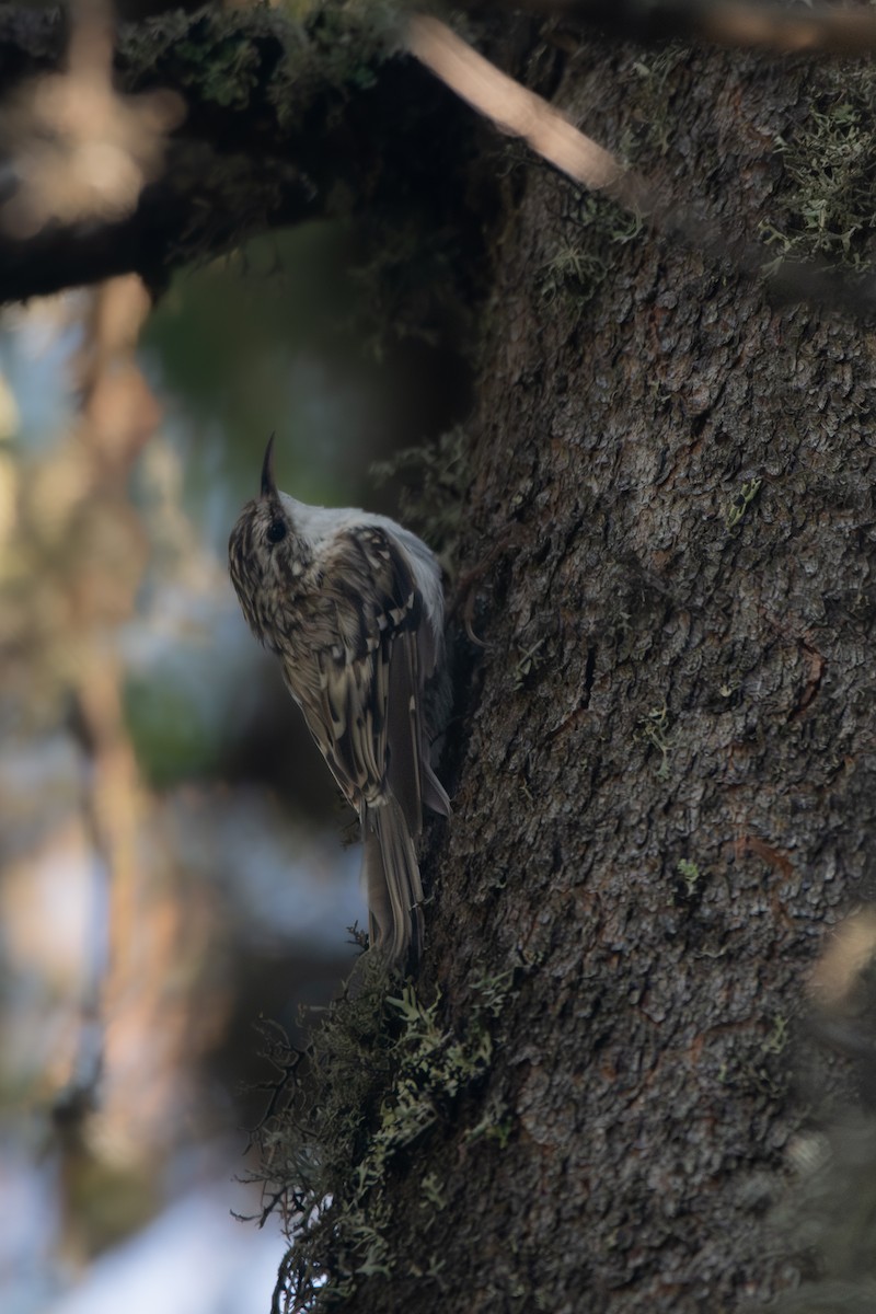 Eurasian Treecreeper - ML641347346