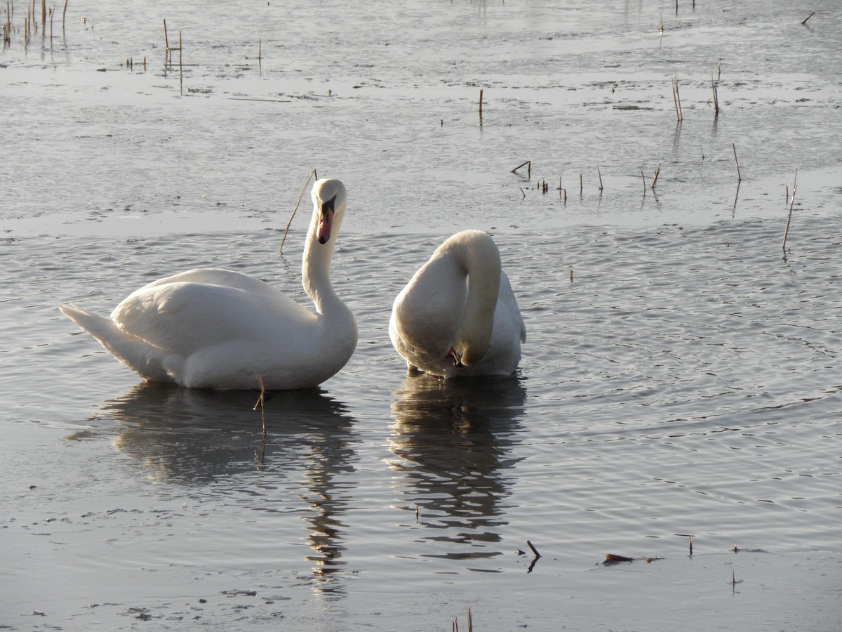 Höckerschwan - ML641347371