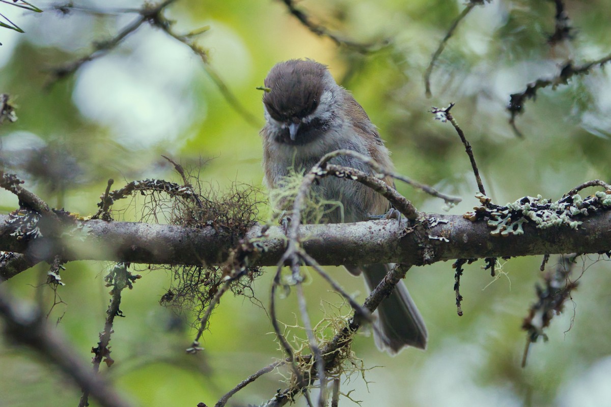 Boreal Chickadee - ML641347373