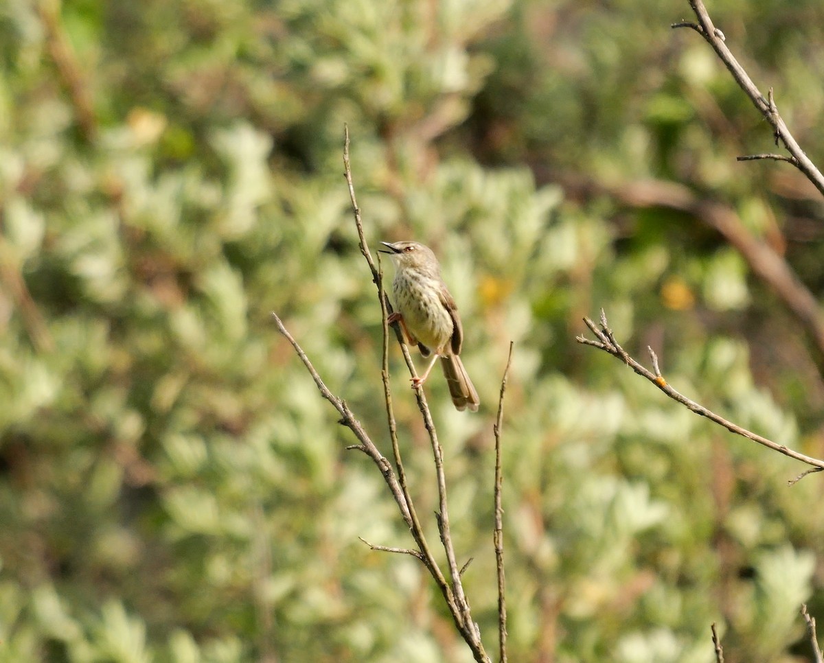 Drakensberg Prinia - ML641347382