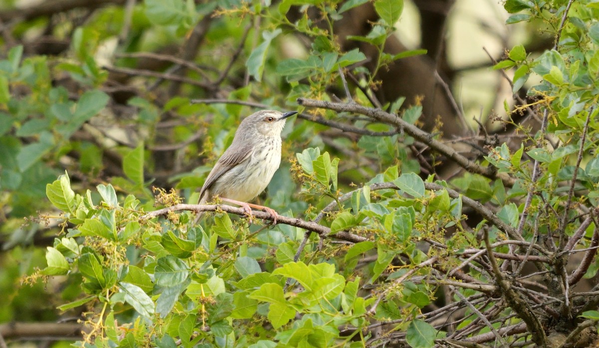 Drakensberg Prinia - ML641347383