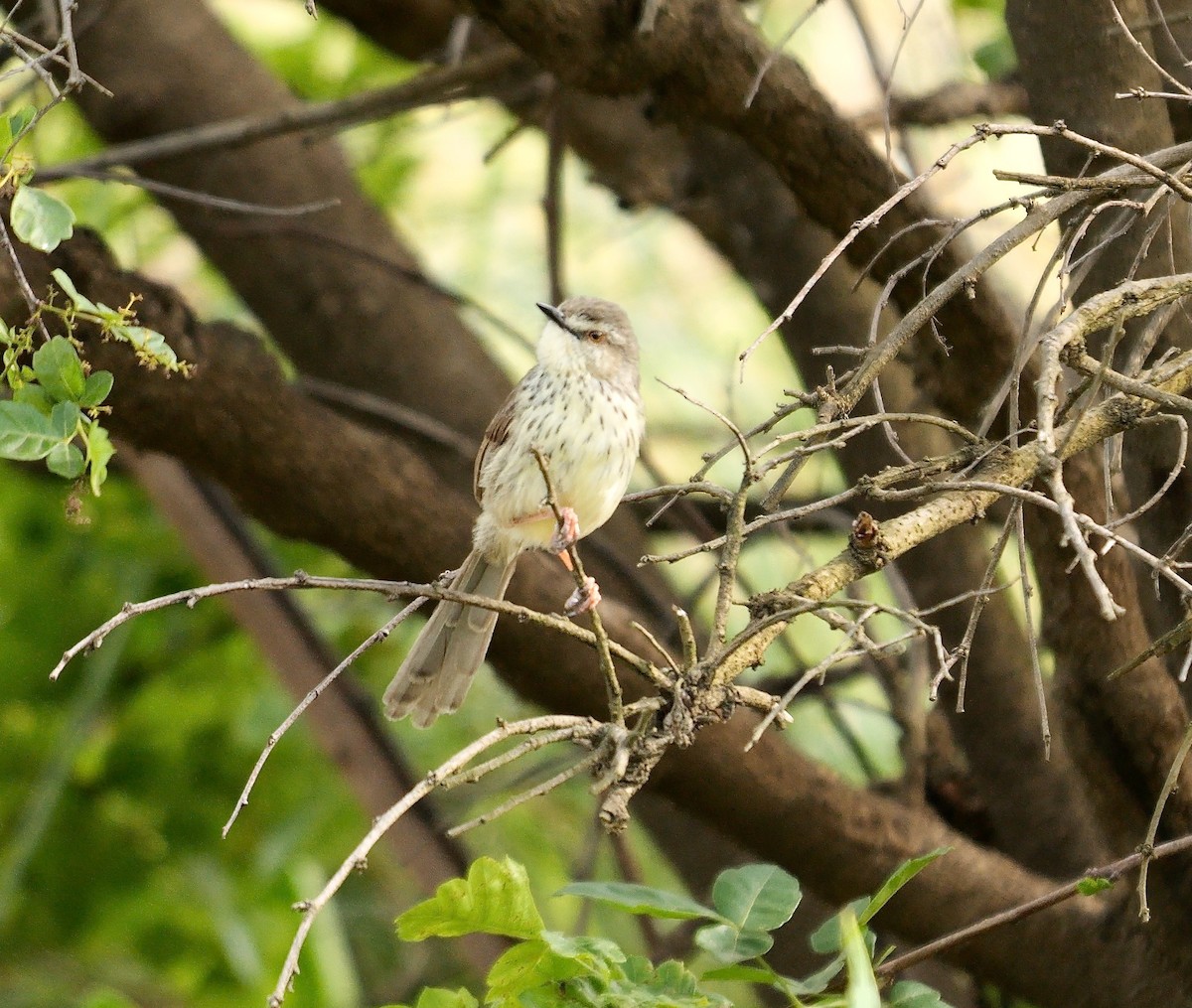 Drakensberg Prinia - ML641347385