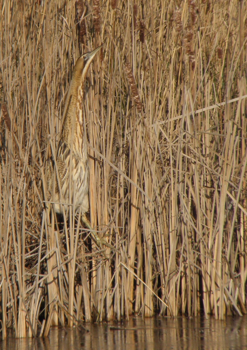 Rohrdommel - ML641347395