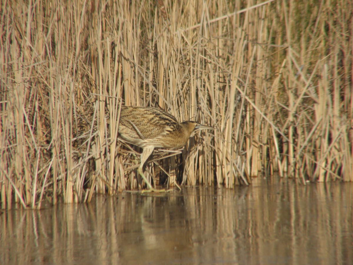 Rohrdommel - ML641347396