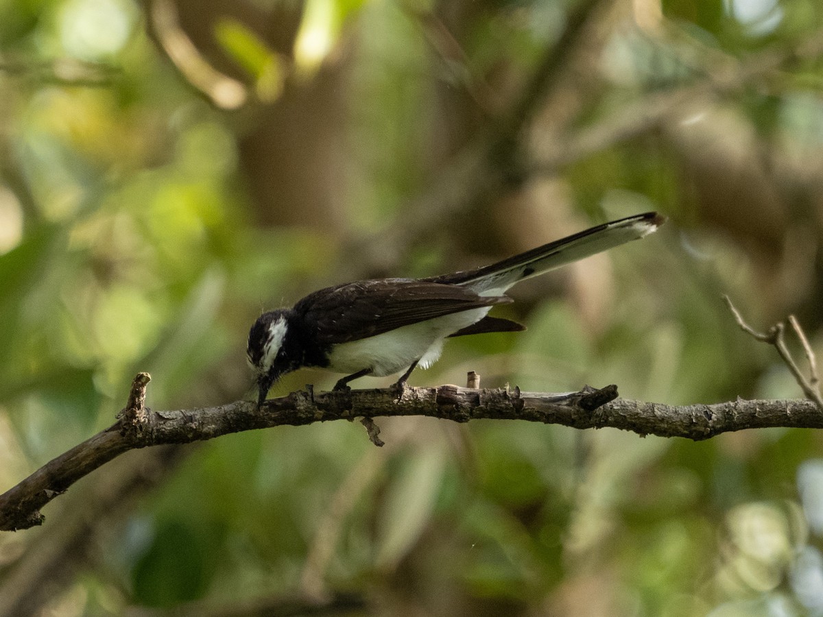 White-browed Fantail - ML641347398