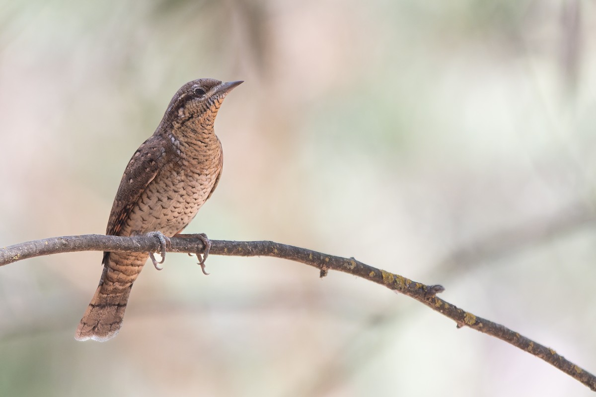 Eurasian Wryneck - ML641347401