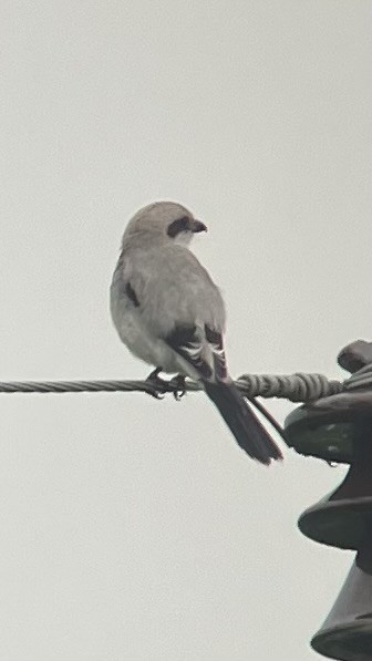 Great Gray Shrike - ML641347414