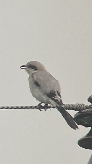 Great Gray Shrike - ML641347415