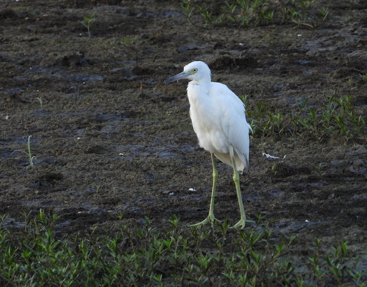 Little Blue Heron - ML641347423