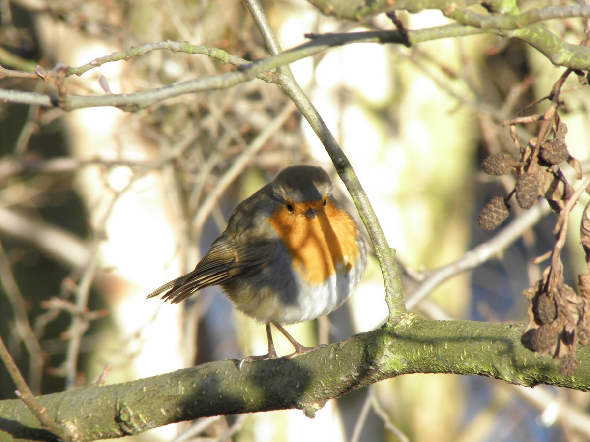 Rotkehlchen - ML641347433