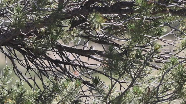 Gray Flycatcher - ML641347438