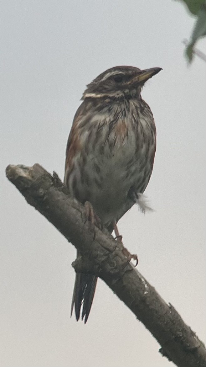 Redwing - ML641347450