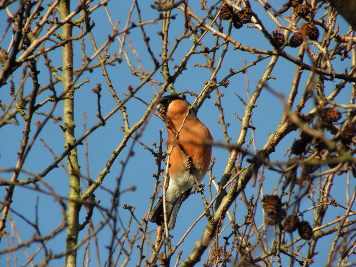 Eurasian Bullfinch - ML641347453