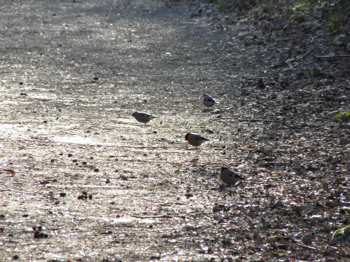 Eurasian Bullfinch - ML641347454