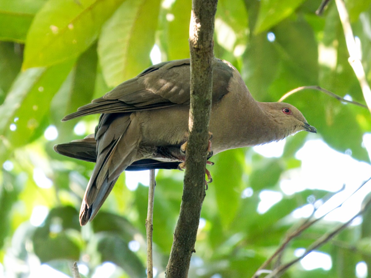 Short-billed Pigeon - ML641347472