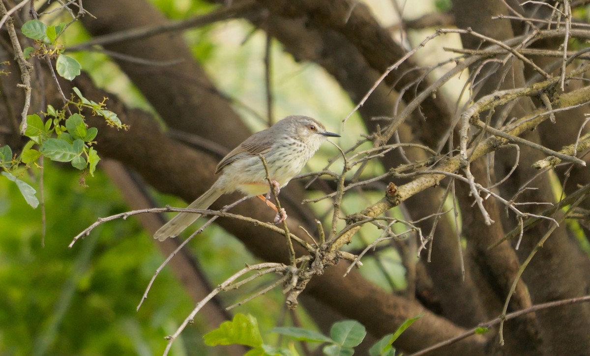 Drakensberg Prinia - ML641347498