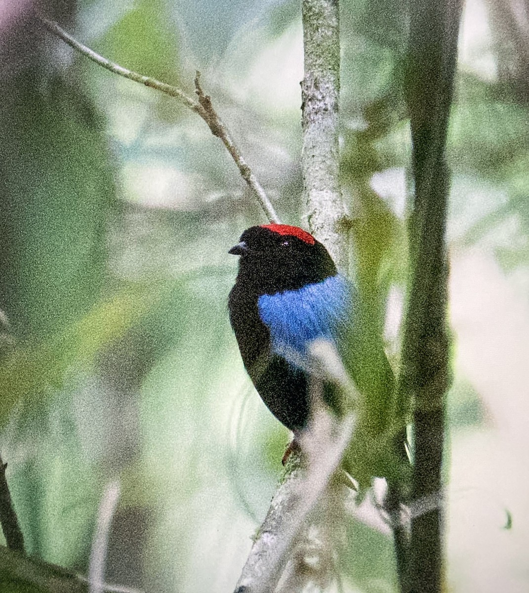 Blue-backed Manakin - ML641347567
