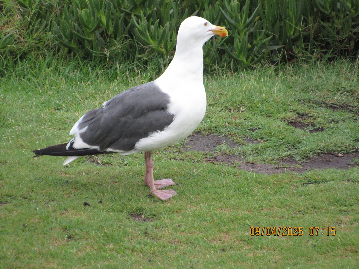 Western Gull - ML641347569