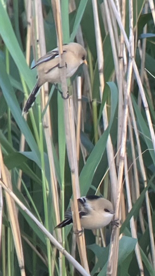 Bearded Reedling - ML641347570