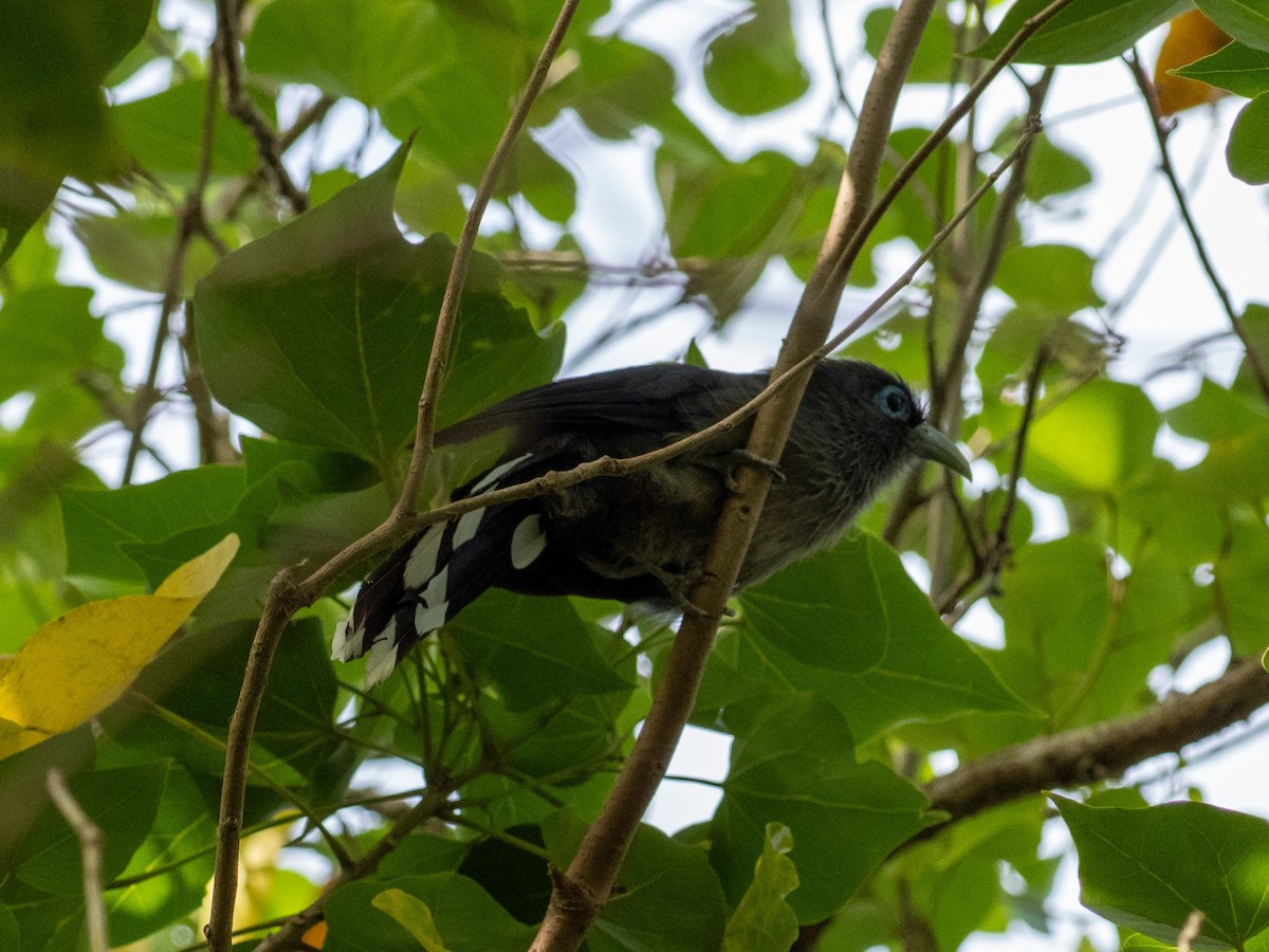 Blue-faced Malkoha - ML641347593