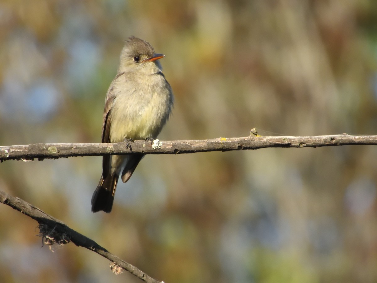 Greater Pewee (Mexican) - ML641347603
