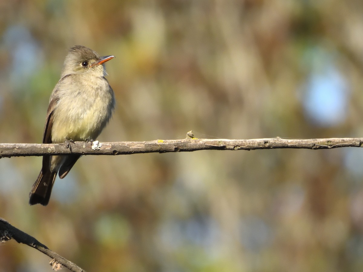 Greater Pewee (Mexican) - ML641347604