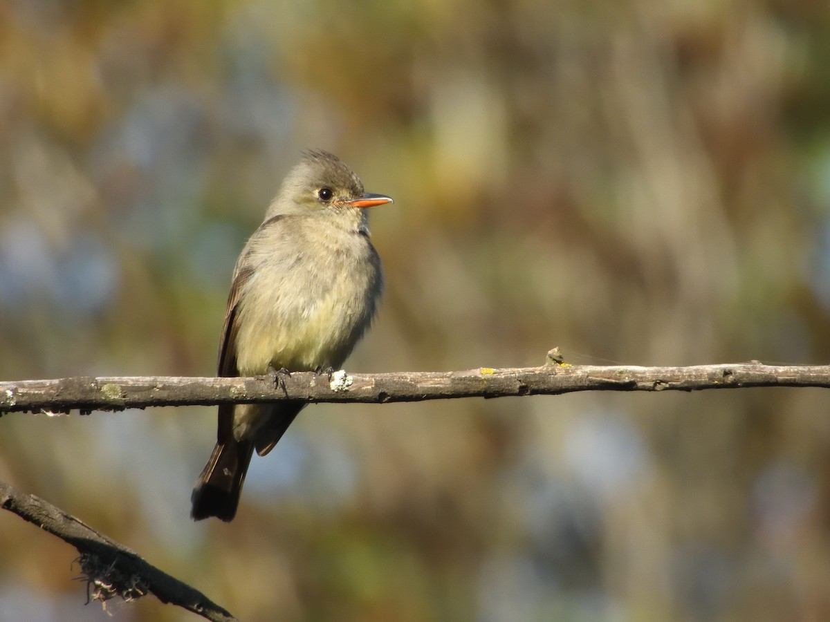 Greater Pewee (Mexican) - ML641347605
