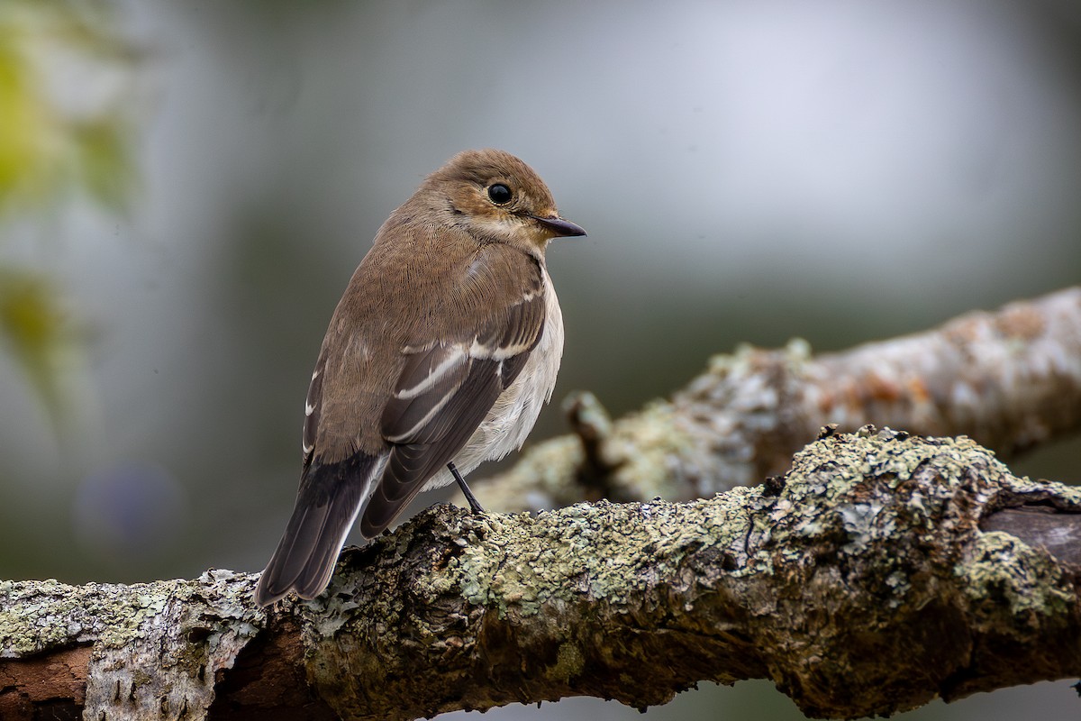 European Pied Flycatcher - ML641347625