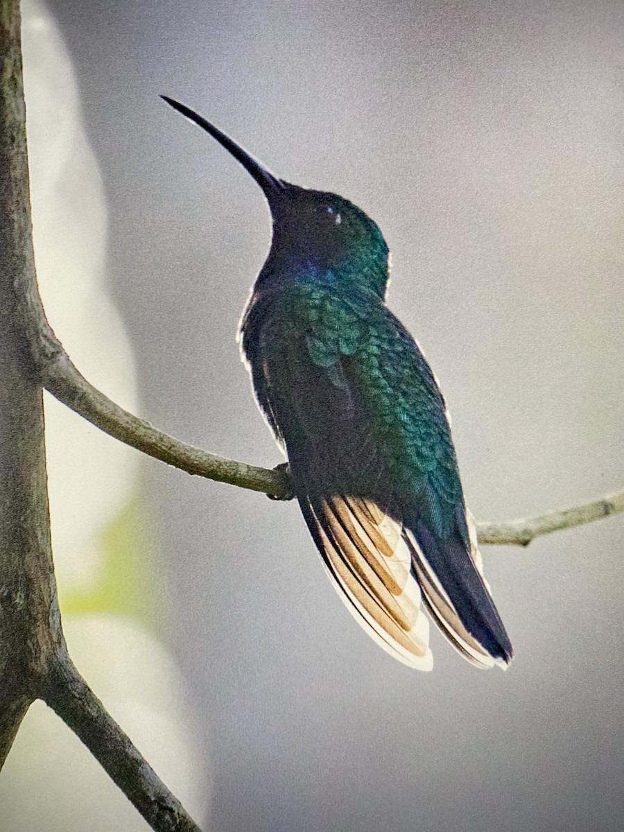 Weißschwanz-Degenflügel - ML641347629