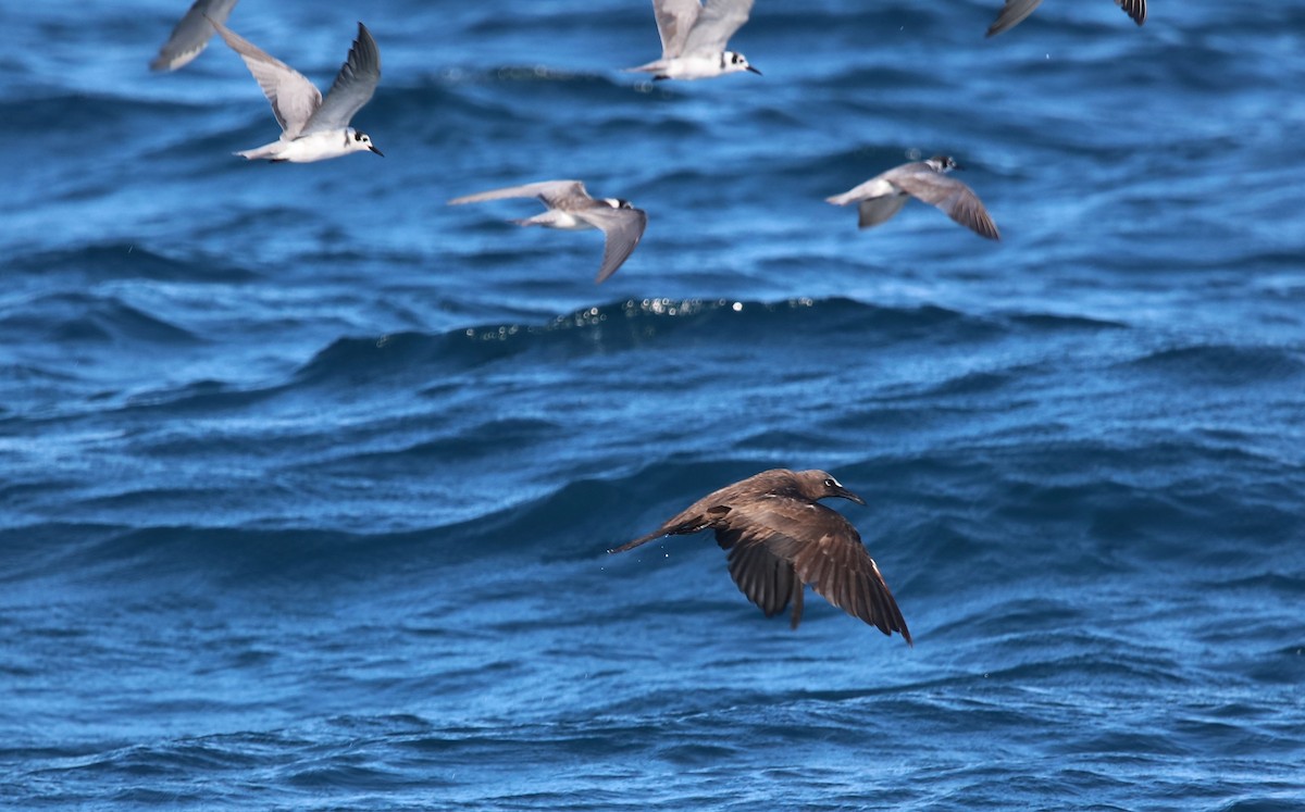 Brown Noddy - ML641347633