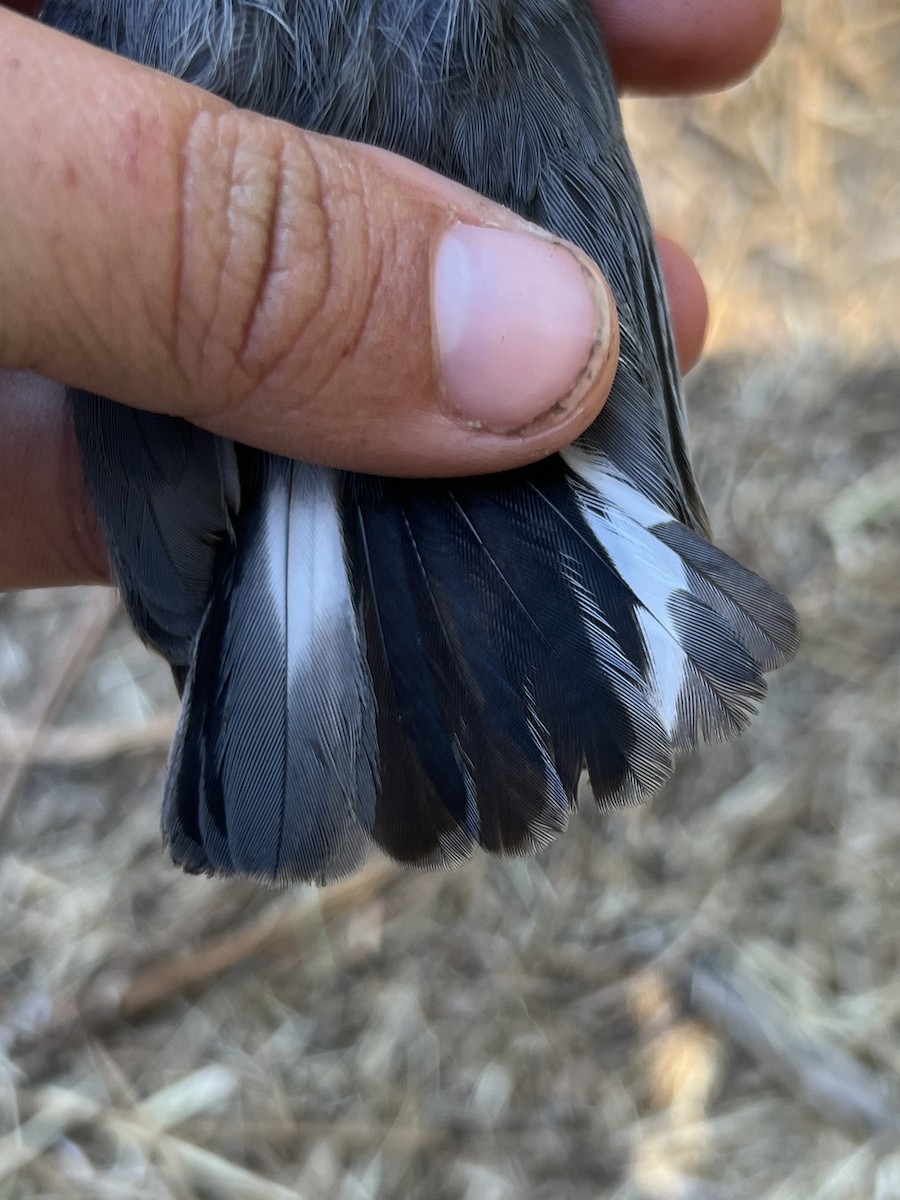 Pygmy Nuthatch - ML641347640