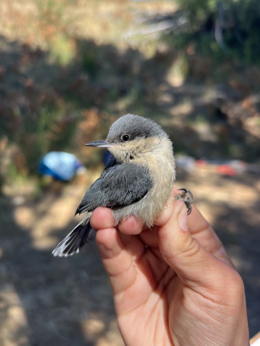 Pygmy Nuthatch - ML641347641